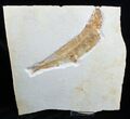 Large Tharsis Dubius Fish Fossil - Solnhofen #2110-1